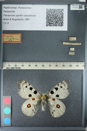 Media type: image;   Entomology 175218